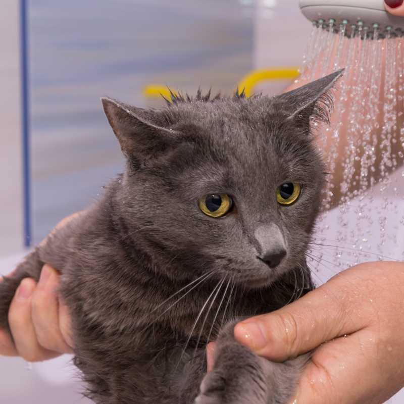 Black Cat Being Bathed